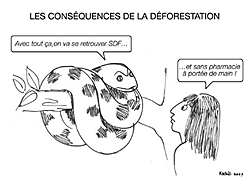 http://www.yogasatyananda-france.net/images/deforestation-conseq.gif